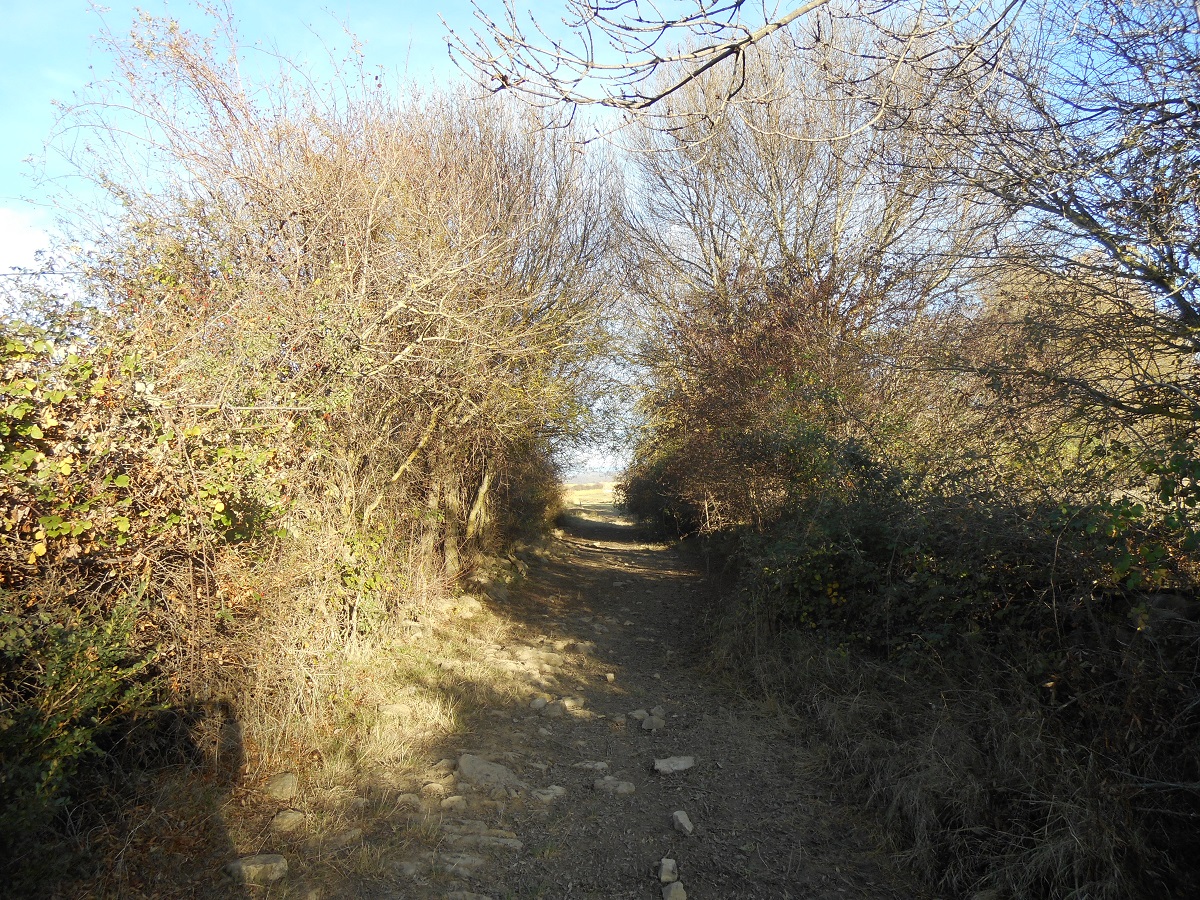 Camino entre árboles